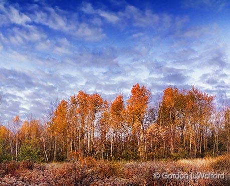 Fading Fall Foliage_18315-7.jpg - Photographed at Smiths Falls, Ontario, Canada.